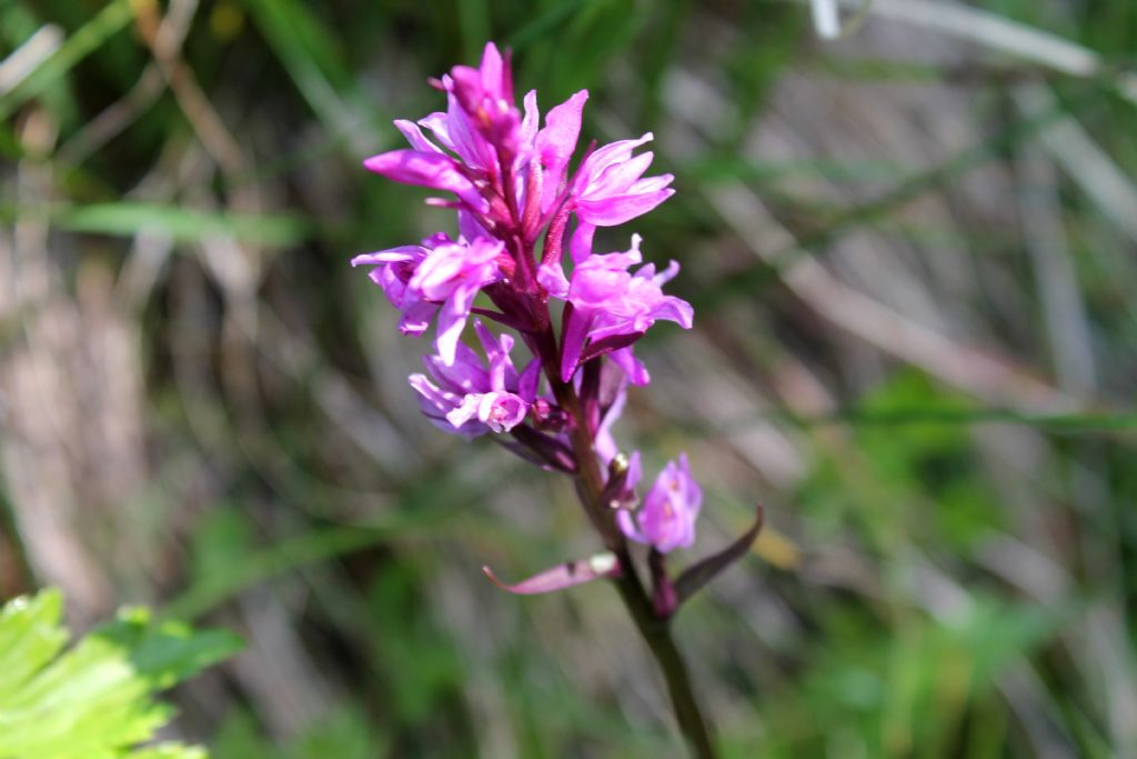 Ibrido? no, lusus di Dactylorhiza